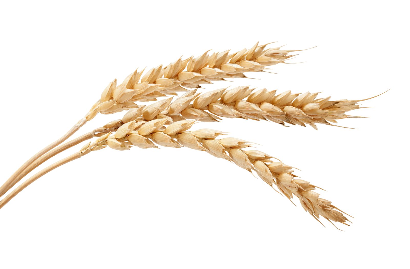 Close-up of dried wheat heads on white background — macro scientific imaging