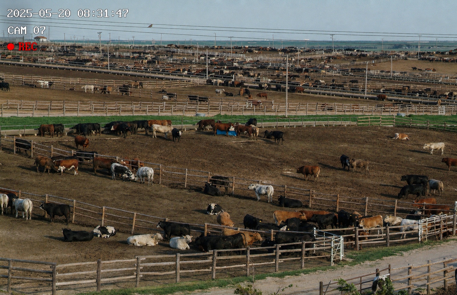Feedlot pen camera view showing cattle across multiple pens — remote monitoring in action